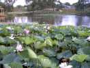 Lake and Lillies