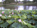 Lake and Lillies