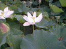Water Lilies