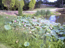 Water Lilies