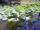 Water Lillies