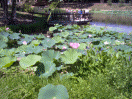 Water Lilies